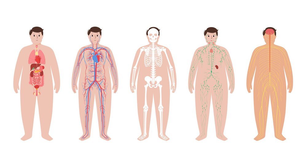 تاثير السمنة على اجهزة الجسم